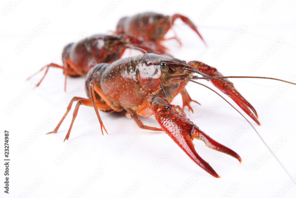 three crawfish