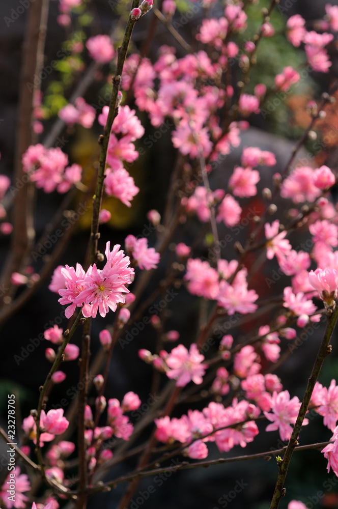 桃花