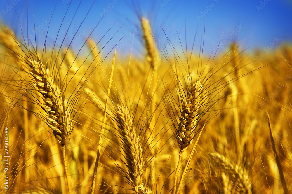 Wheat