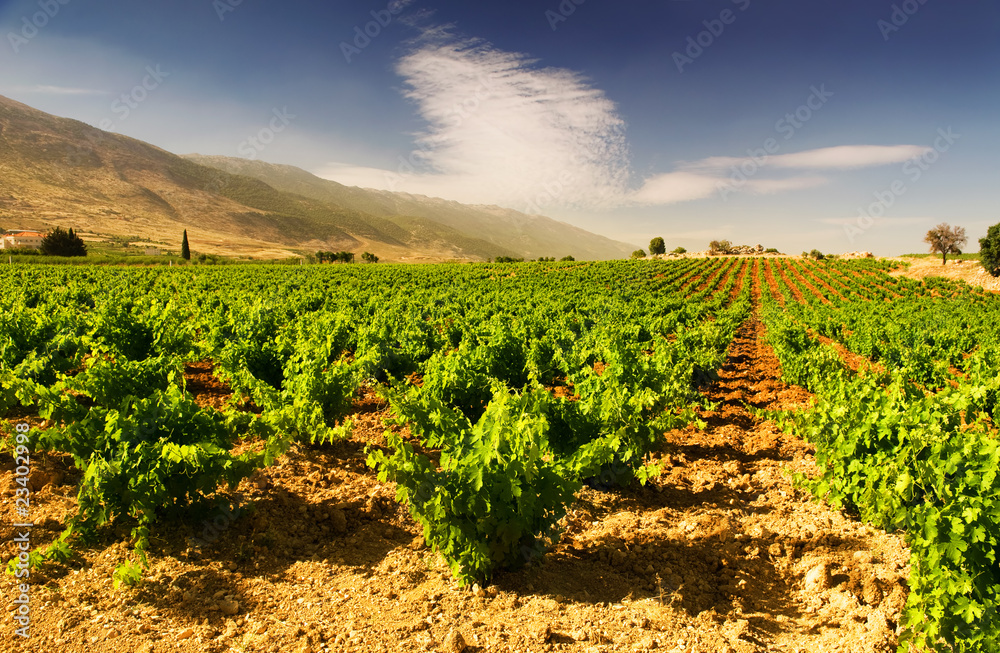 Beautiful Lush Grape Vineyard