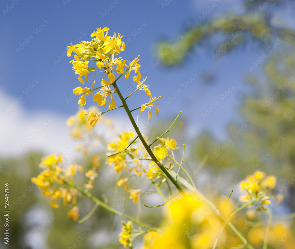 flores amarillas