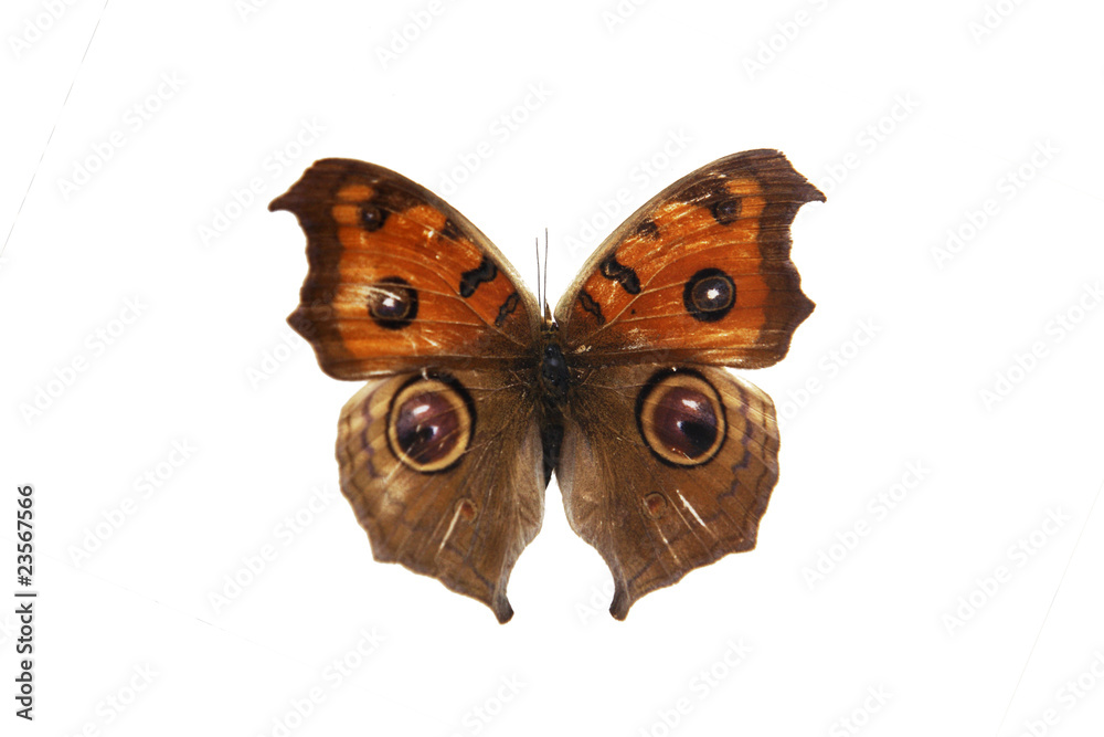 A  butterfly isolated on white background