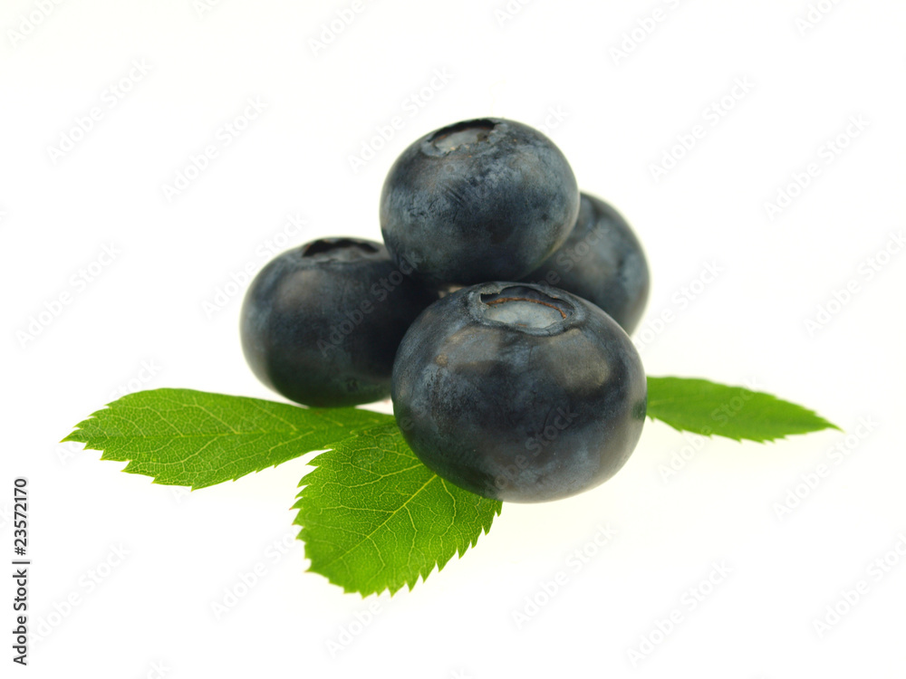 Blueberries on white background