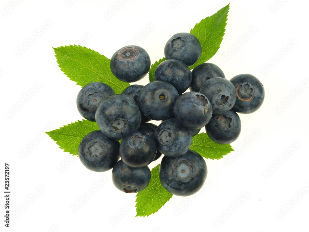 Blueberries on white background