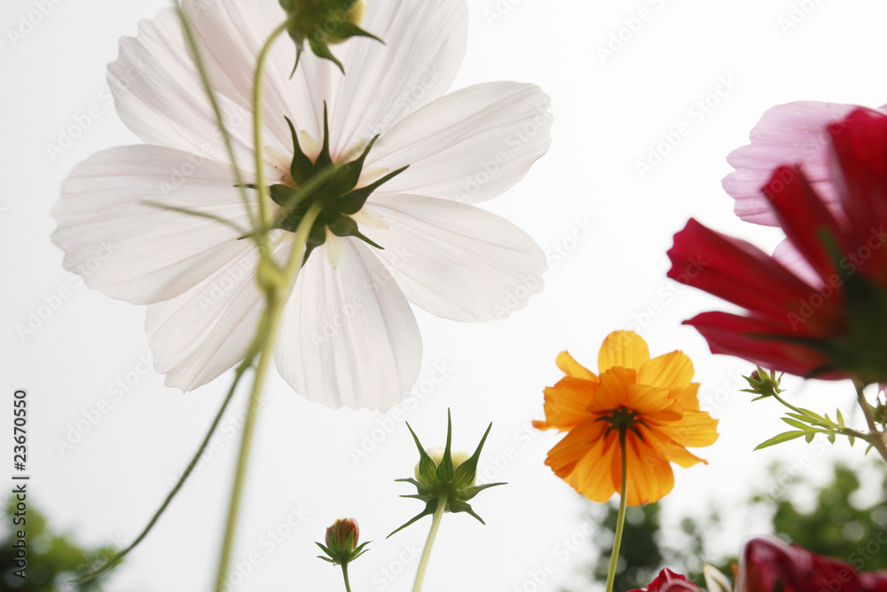 colorful daisies in grass field with white background