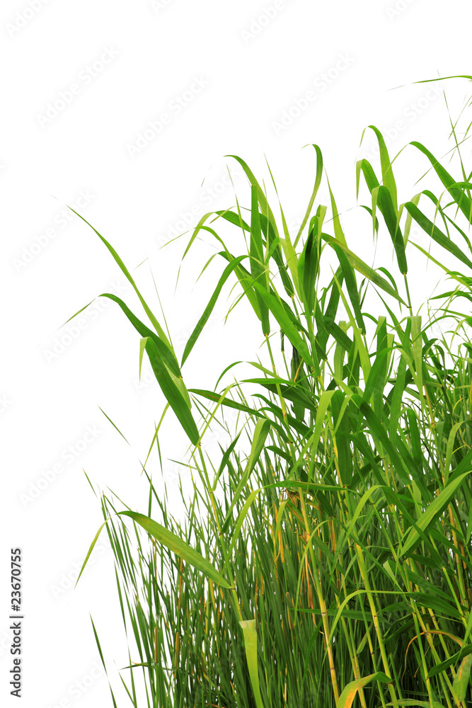 Close-up view of reed along the waters edge .