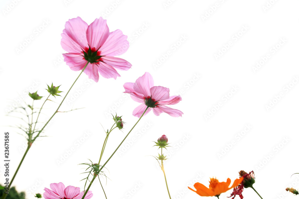 pink daisies in grass field with white background