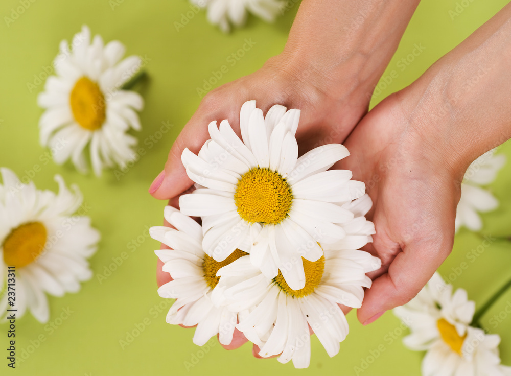 Hands with Chamomile flower