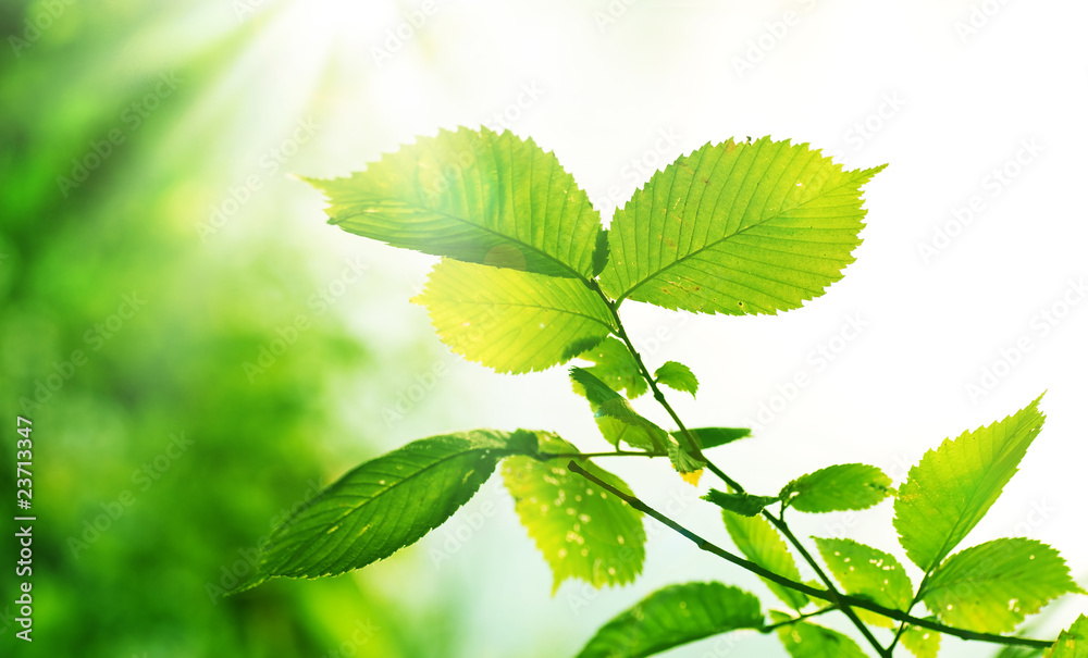 Green Summer Leaves outdoor