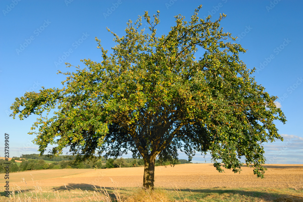 艾因泽尔纳·阿普费尔鲍姆（Einzelner Apfelbaum auf einem Feld）