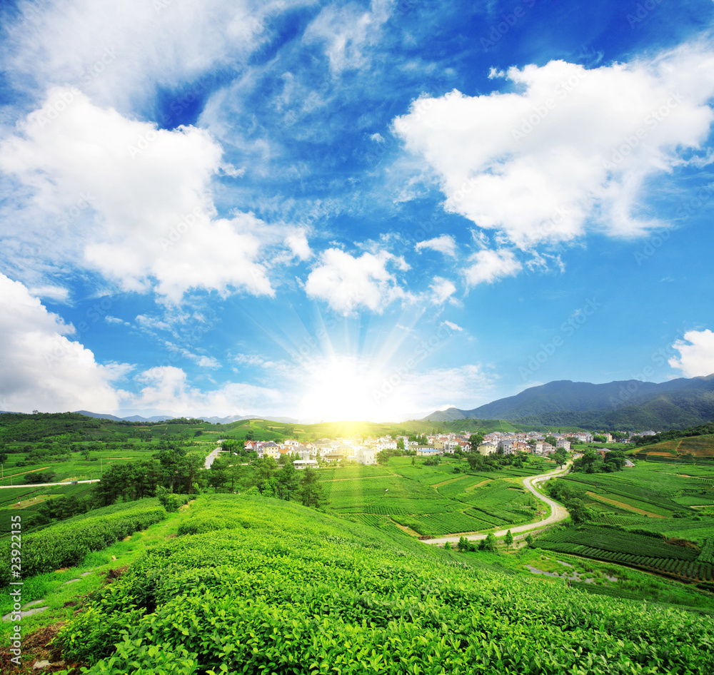 Beautiful pattern of bright, green tea garden on the hill