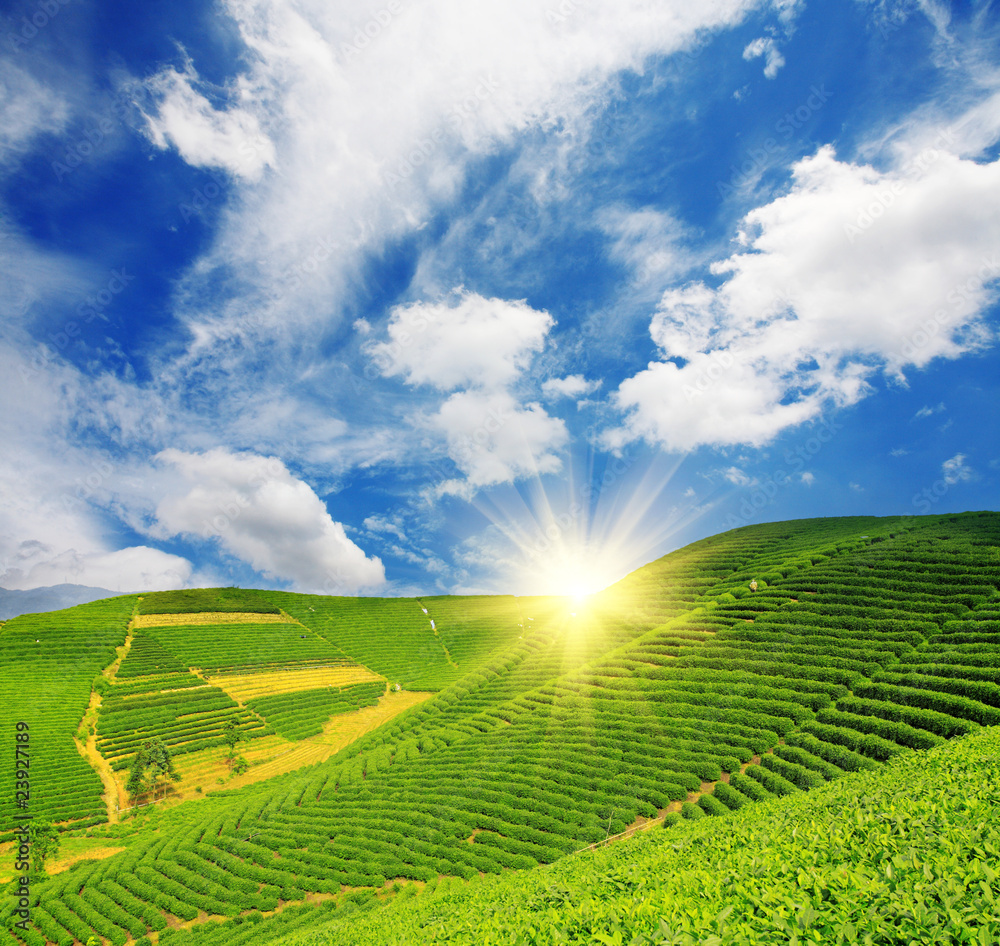 Beautiful pattern of bright, green tea garden on the hill