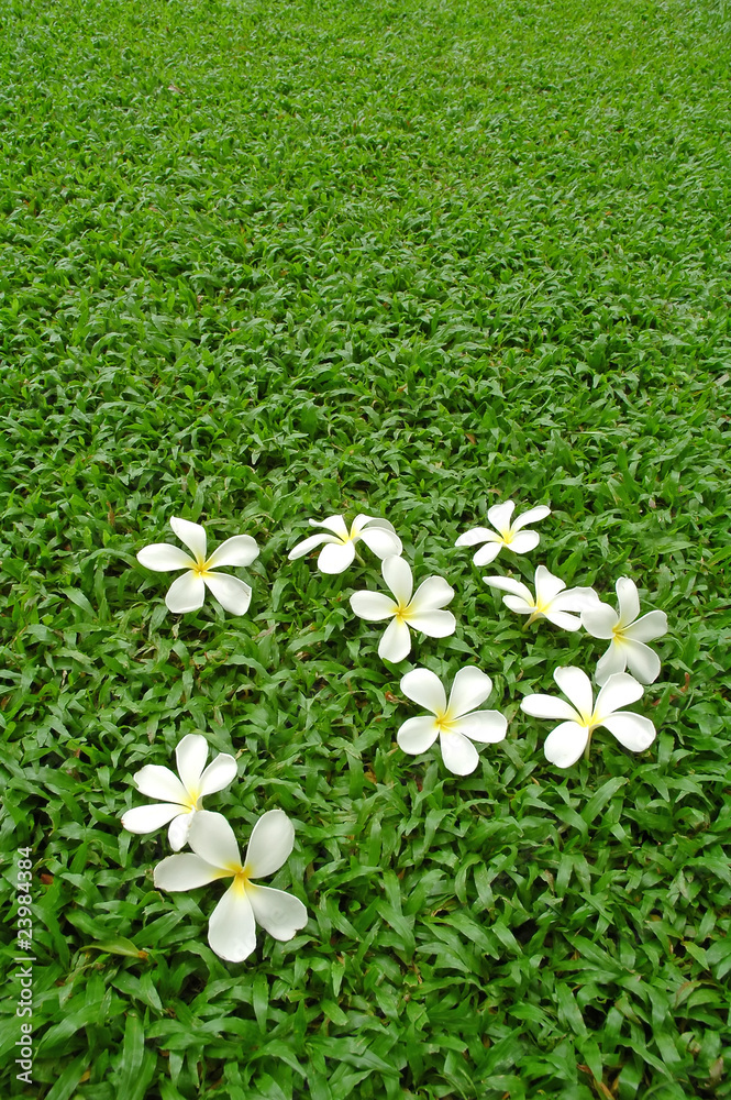 草地上的白花