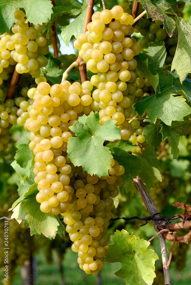 Reife Trauben am Weinstock