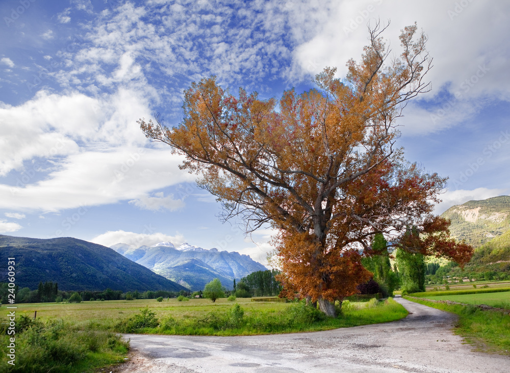 paisaje con arbol 2