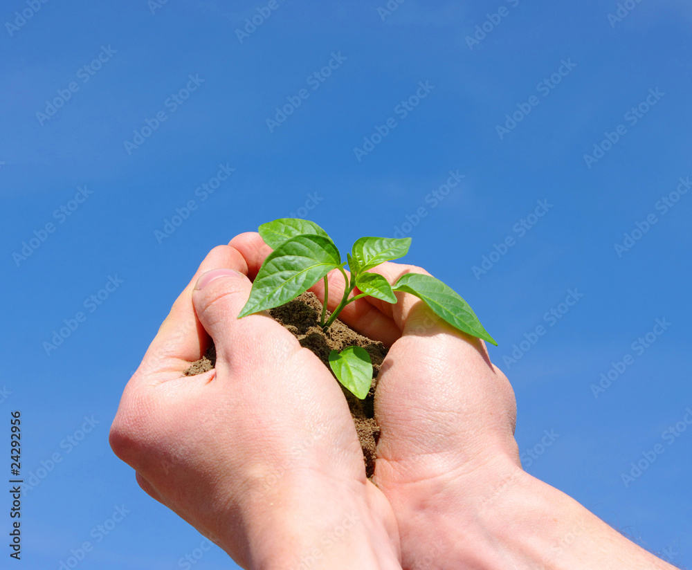 生长中的植物