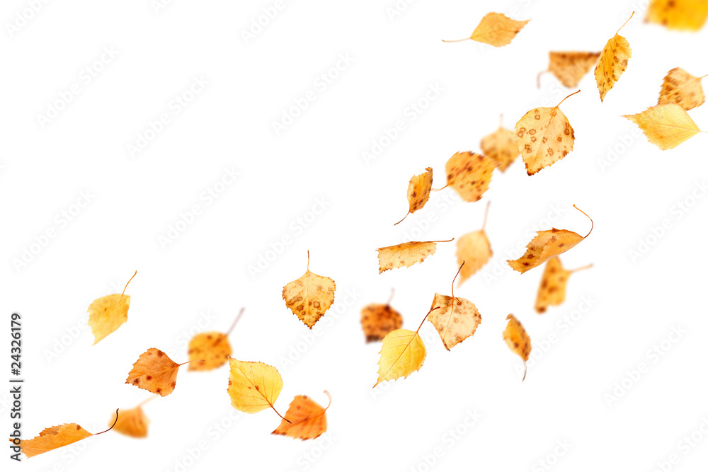 Falling Autumn Leaves isolated on white