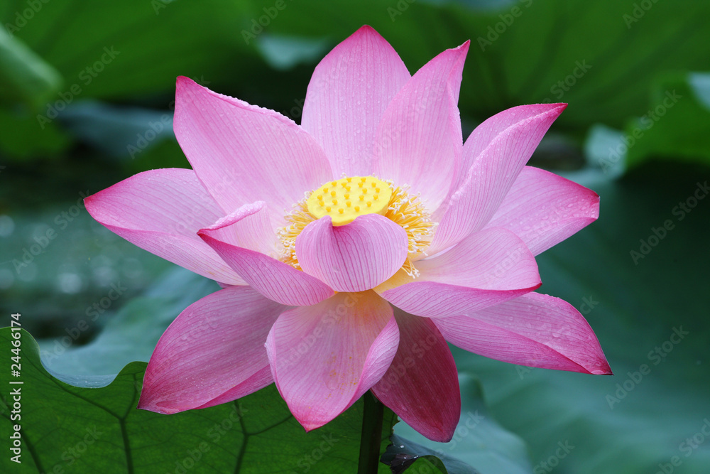 blooming lotus flower