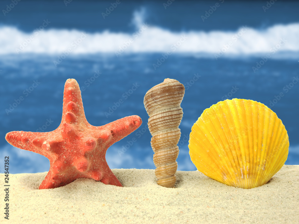 Sea shells background