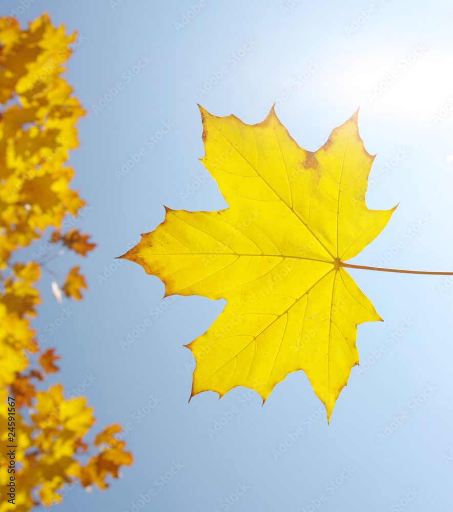 Yellow leaves