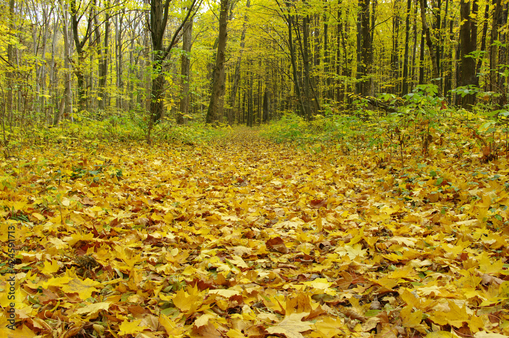 autumn  forest