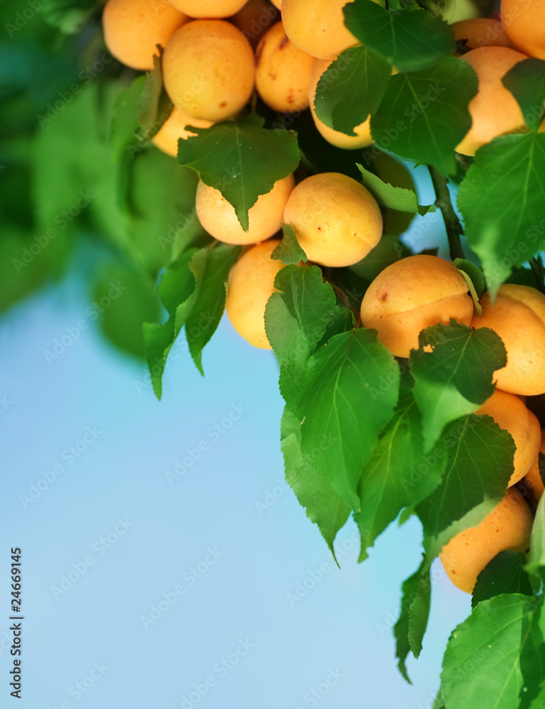 Ripe apricots on a tree branch