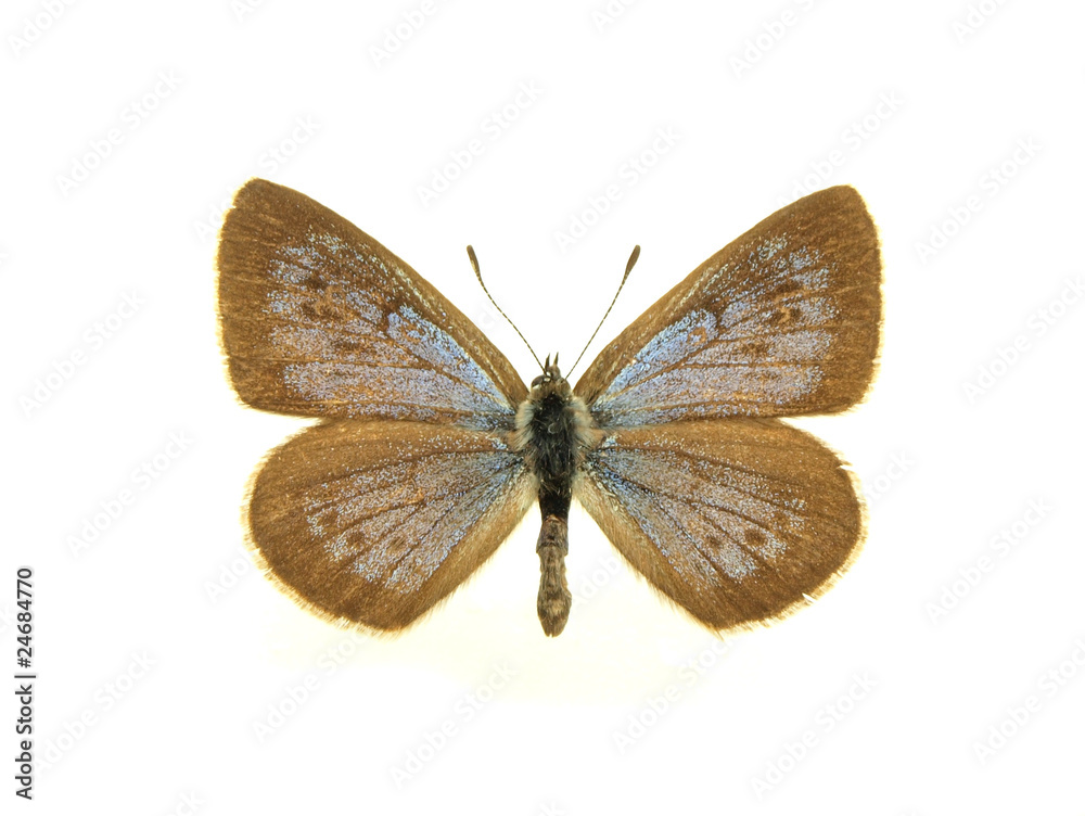 Butterfly isolated on white background