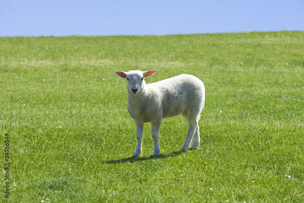 Schäfchen auf der Wiese