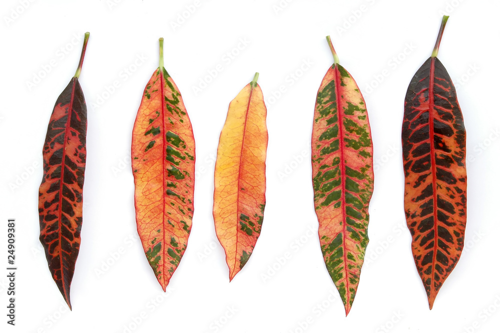 colorful leaves