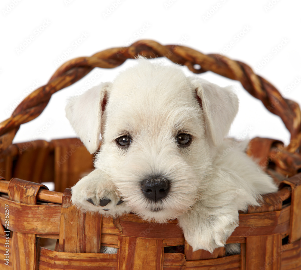 puppy in a basket