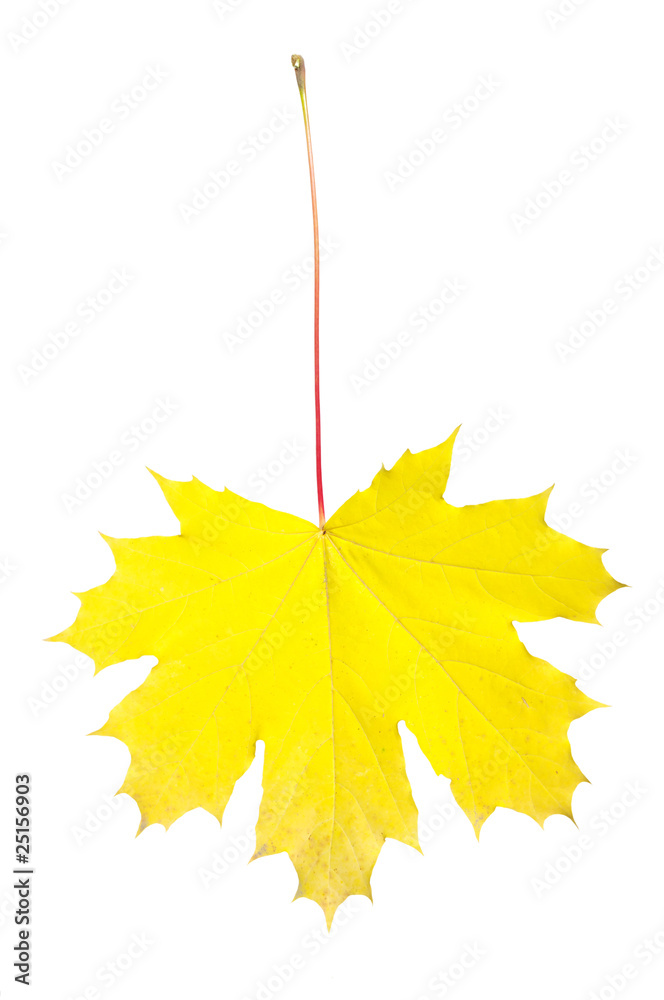 autumn maple leaf