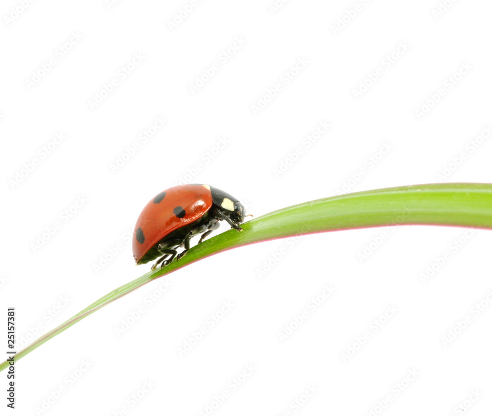 ladybug