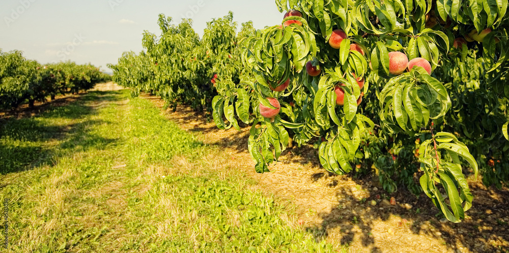 peaches on a tree