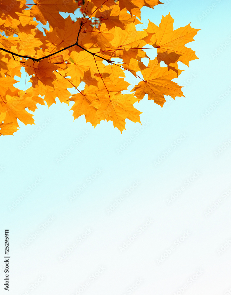 autumn mapple leaves and copyspase