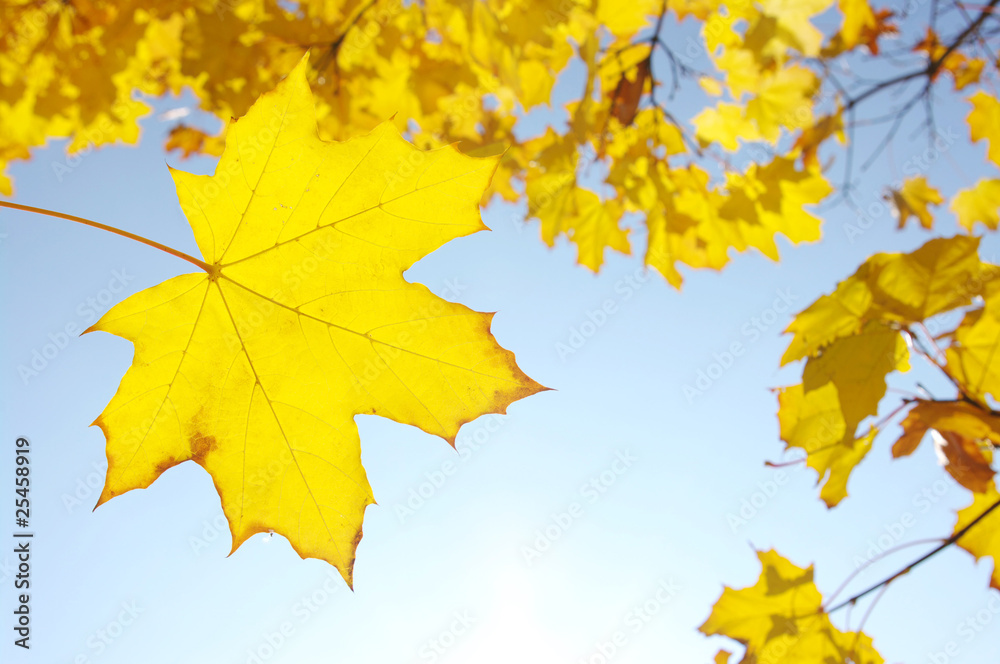 Yellow leaves