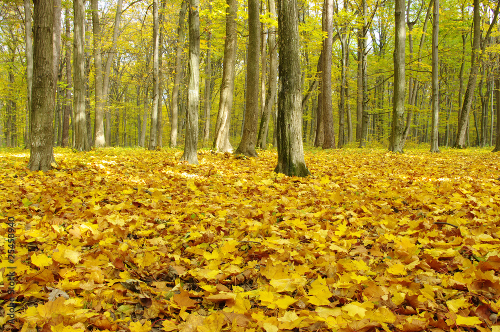 autumn trees