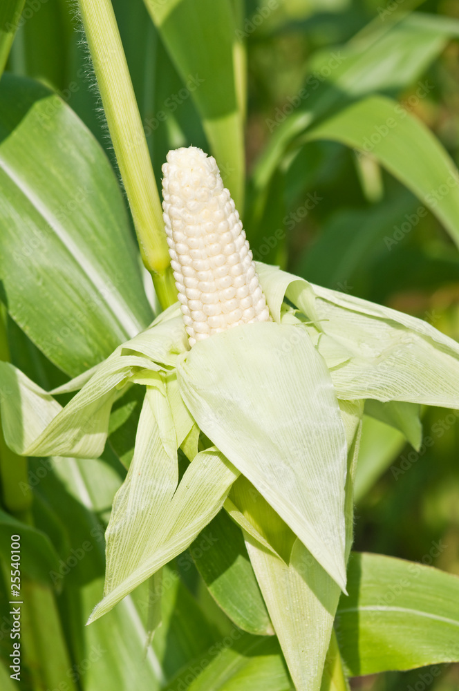 corn