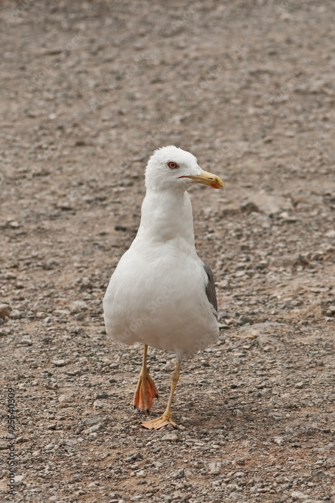 seagull