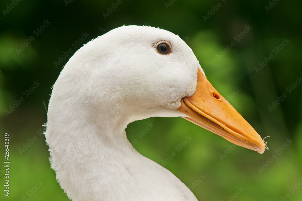 duck