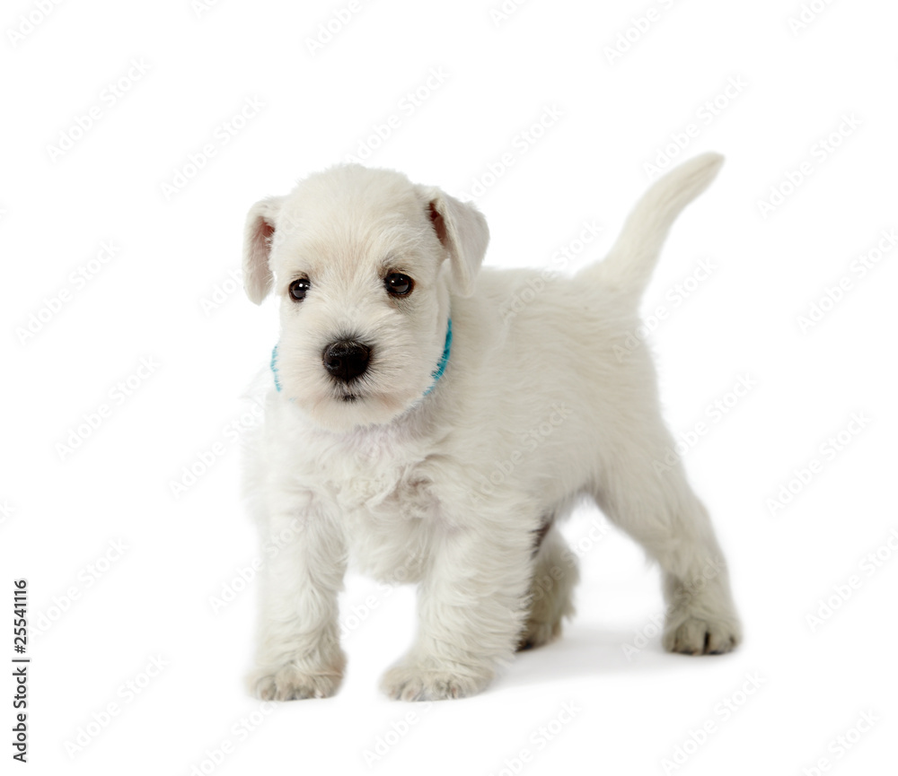 white puppy