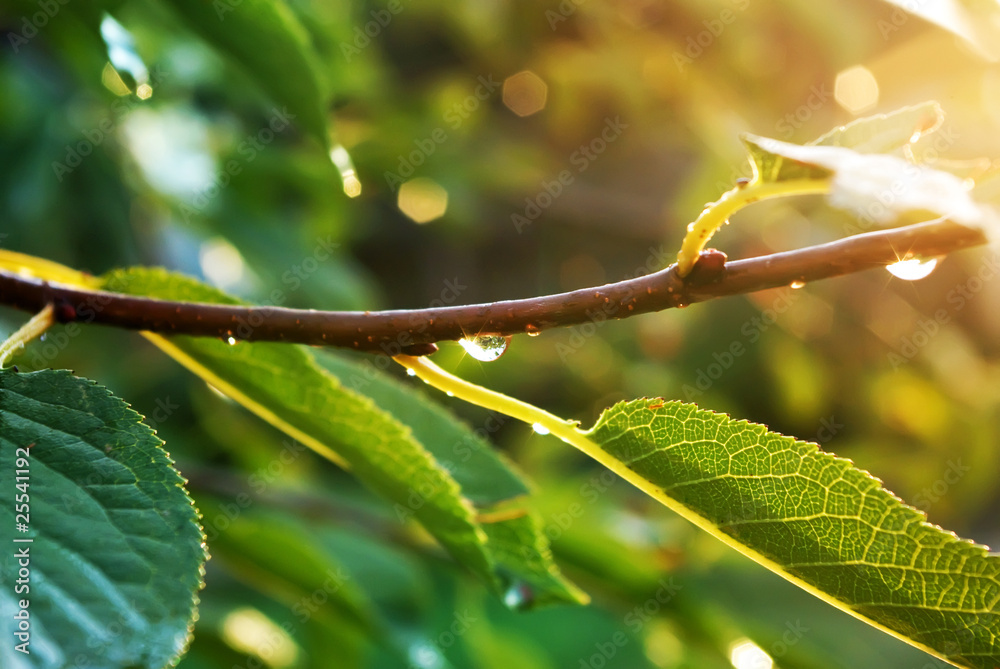 雨后有滴水的树枝