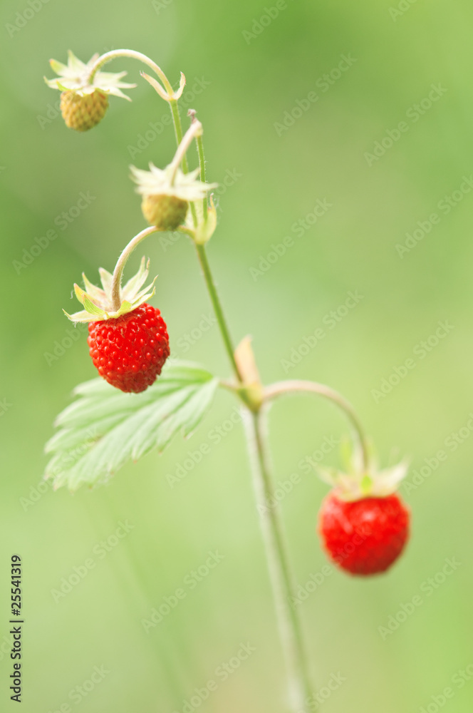 strawberry