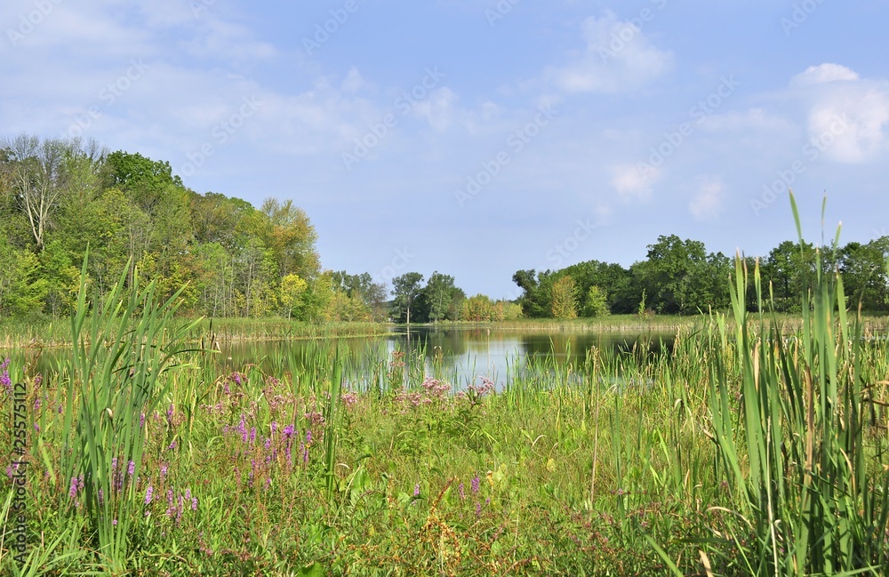 lake in the forest