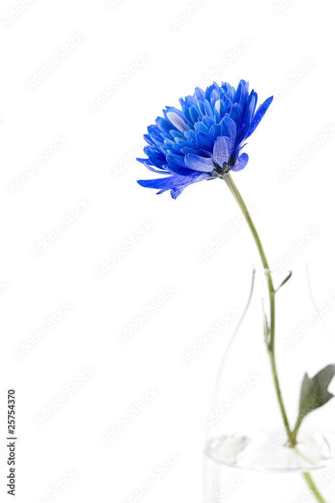 blue flower