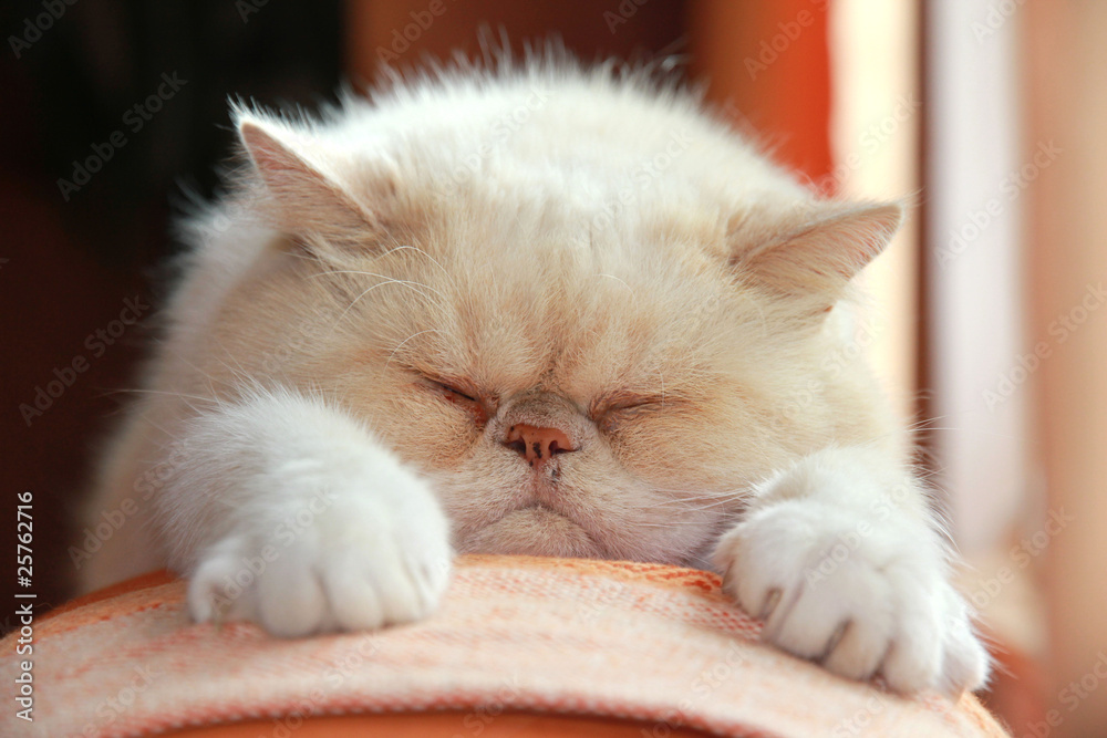 Exotic cat relaxing on sofa