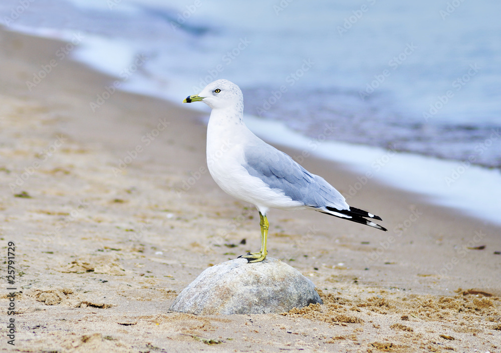 海鸥