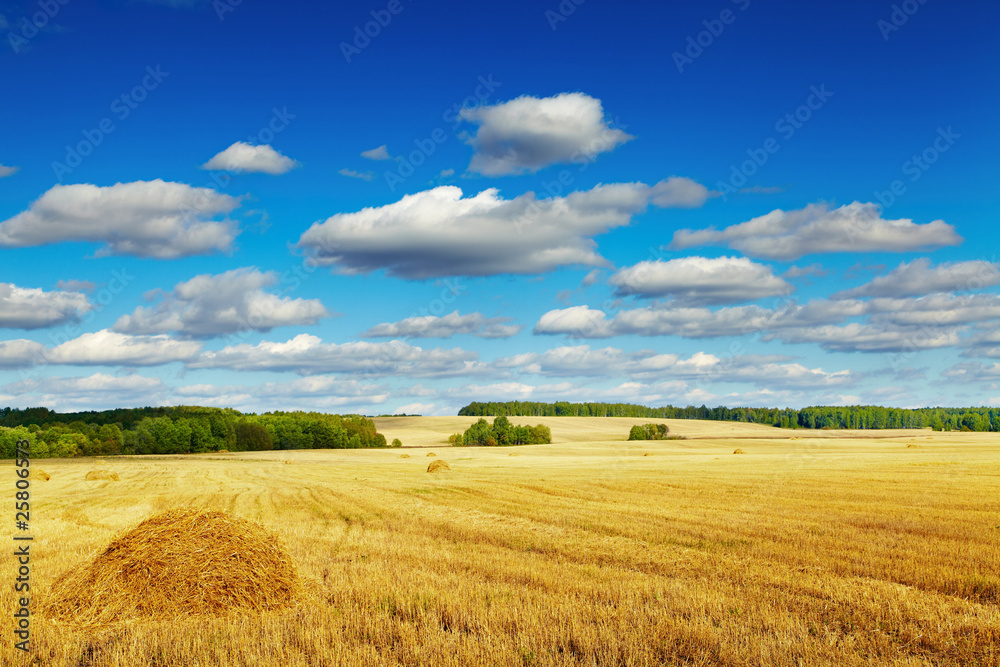 Mowed cornfield