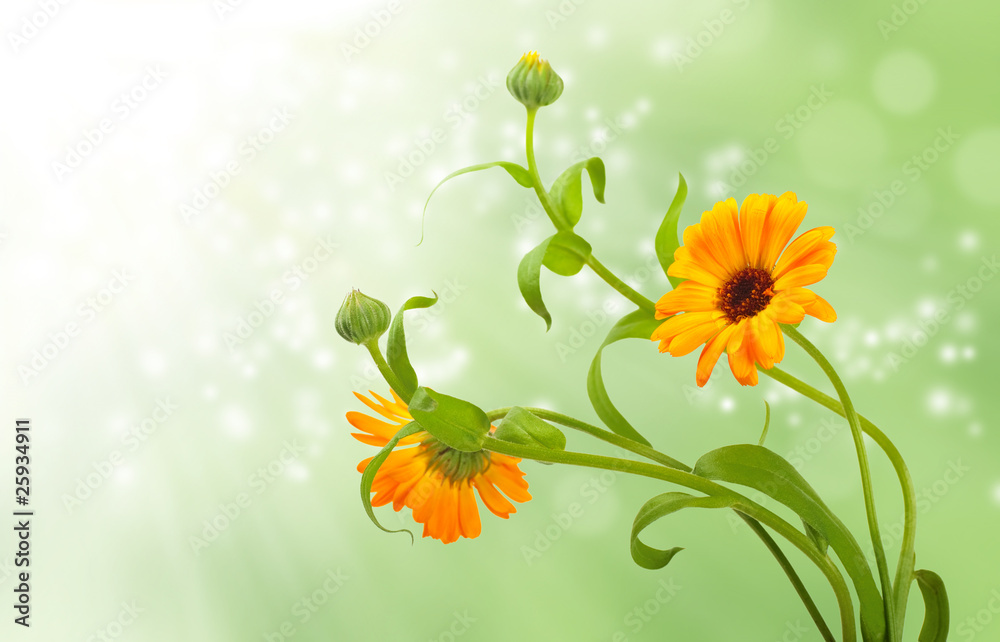 Calendula flowers in white background