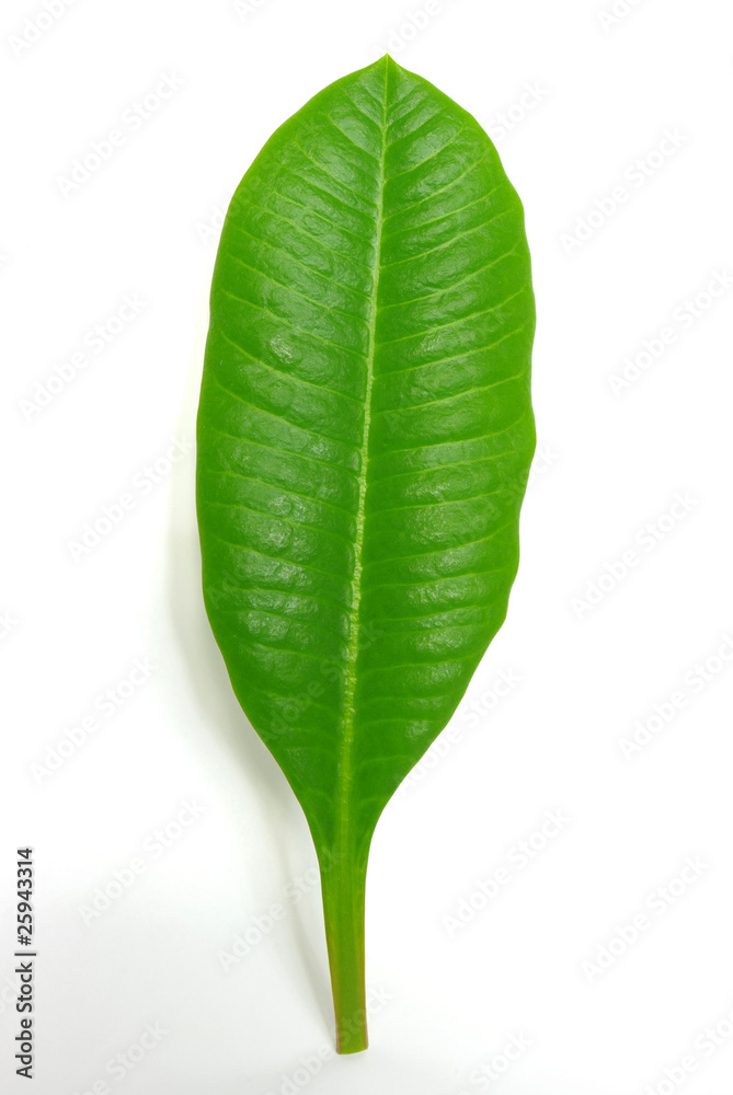 Leaf