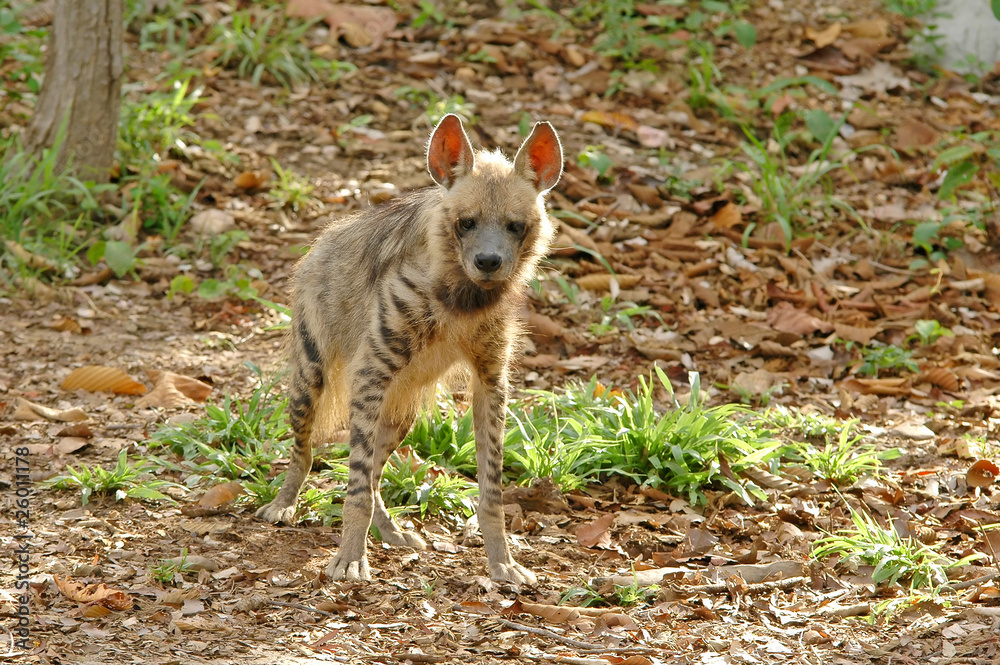 striped hyena